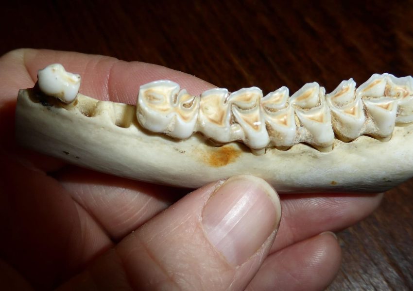 eme-denture-498222_1920 (1)